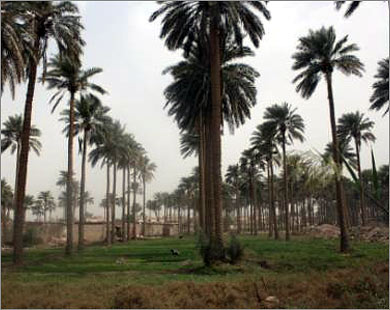Ikfil Nakhlah (Sponsor a Palm Tree)